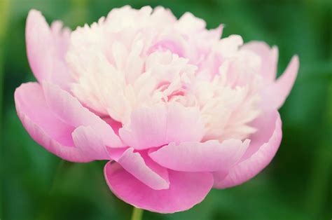 Peony Paeonia Lactiflora Photograph By Maria Mosolovascience Photo