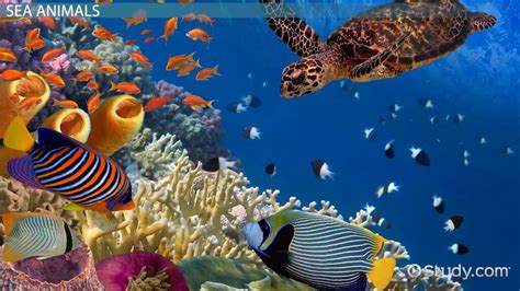 Sea Animals Facts And Types Lesson