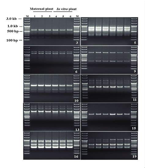 Randomly Amplified Polymorphic Dna Profiles Regenerated By Pcr