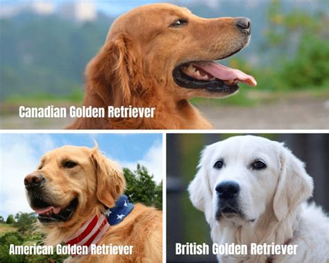 Different Types Of Golden Retrievers Colors And Patterns With Pictures