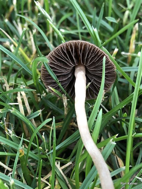 Panaeolus Foenisecii At Indiana Mushrooms