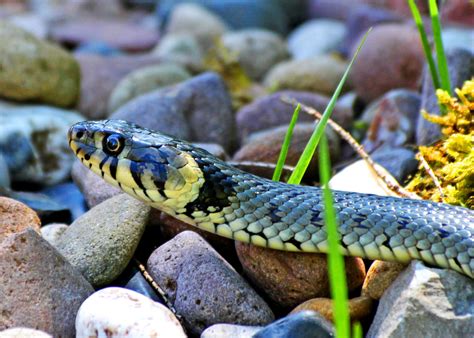 ➤ gartenteich selber bauen einfach erklärt! die Schlange am Gartenteich... Foto & Bild | tiere, natur ...