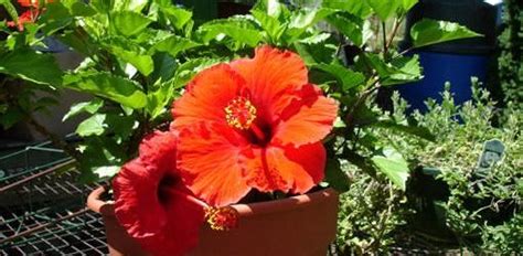 Pattern orchid hibiscus leaves watercolor tropics. Problem with Tropical Hibiscus Leaves Turning Yellow ...