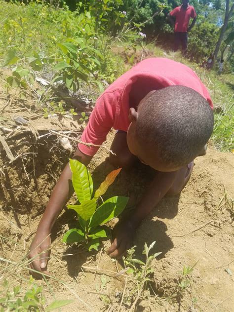 Plantations Begin In Haiti Reforest Action