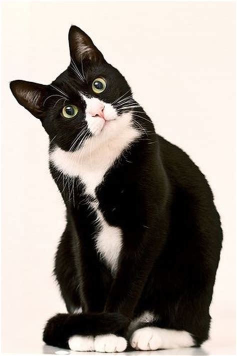 482 Best Love Tuxedo Cats And Black And White Cats Images On