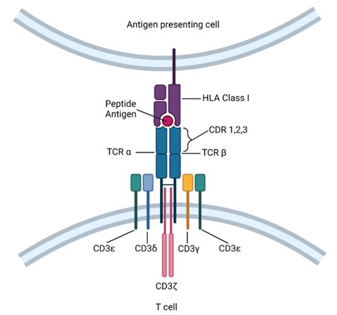 用于治疗癌症的CD8 T细胞受体 TCR 工程疗法的演变 黑色素瘤 癌症 细胞 研究 健康界