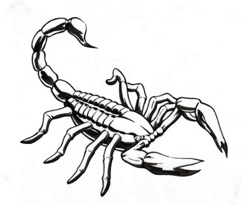 Scorpion Drawing Clipart Clip Art Library