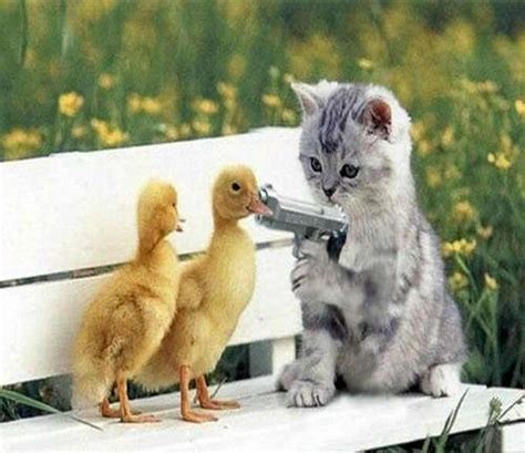 Funny Animals With Guns Animals And Pets Funny