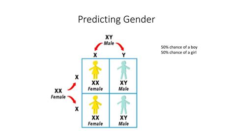 Ppt Pedigrees Gender And X Linked Traits Powerpoint Presentation Free