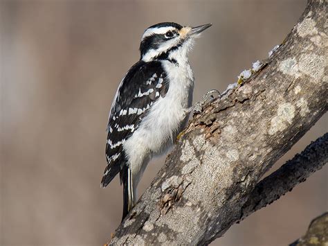 14 Species Of Woodpeckers In Texas Pictures And Info Animal Hype