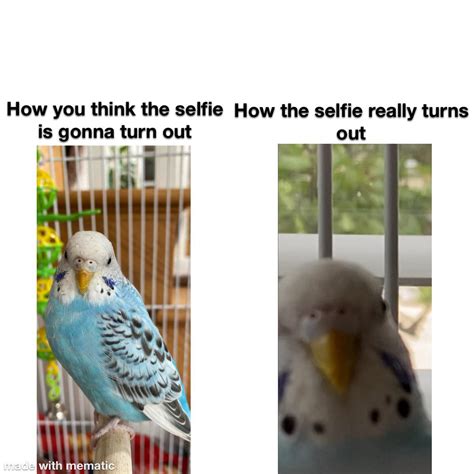 Bird Meme Parrots