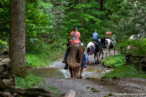 Cades Cove Horseback Riding And Stables Review And Photos