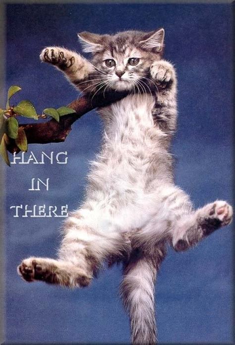 Hang In There Cat One Word Review
