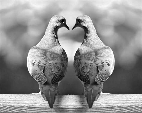 Dove Birds Photograph By Randall Nyhof Fine Art America