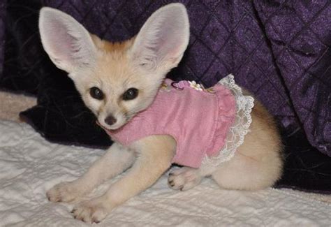 Licensed Fennec Fox Babies For Sale Exotic Animals For Sale Price