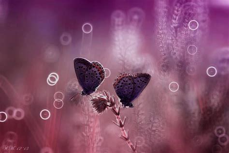 صور فراشات حب اجمل الالوان الفراشات بالصور احضان الحب
