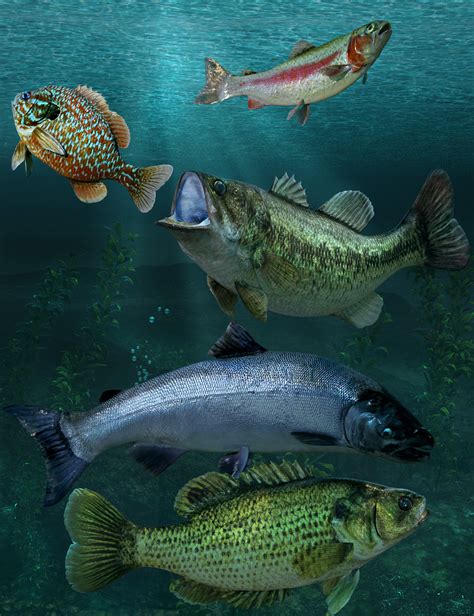 Freshwater Game Fish Species