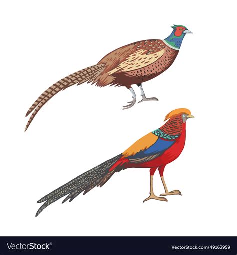 Male Ring Necked Pheasant And Golden Royalty Free Vector