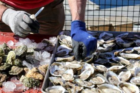 How To Attend Wellfleet Oysterfest 2022 Vacation Cape Cod