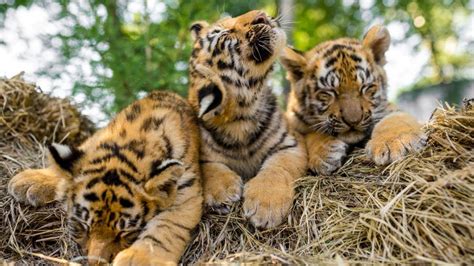 Bengal Tiger Cubs Images