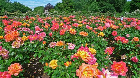 Photos London England Regents Park Queens Garden Roses Park Flower