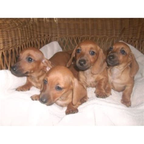 Find dachshund puppies for sale with pictures from reputable dachshund breeders. J and S Precious Pups, Dachshund Breeder in Stockdale, Texas