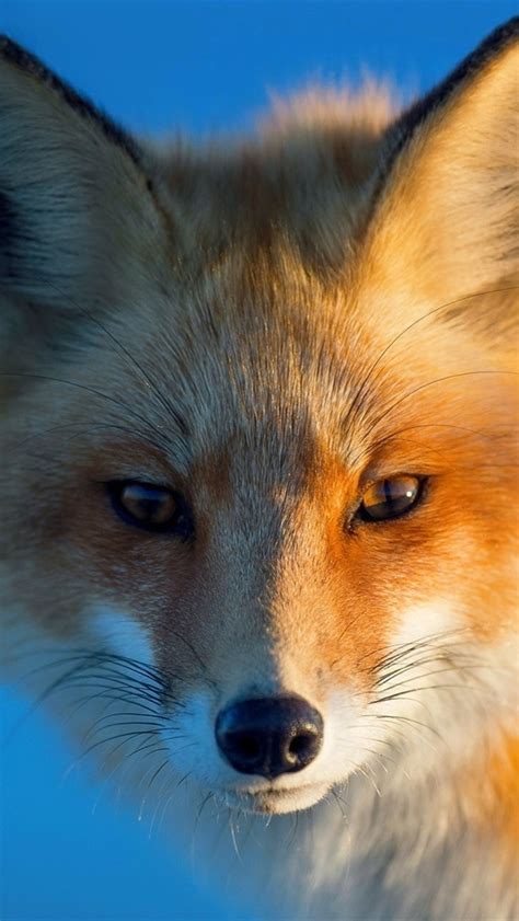 Free Download Wallpaper Red Fox Portrait Eyes Blue Background