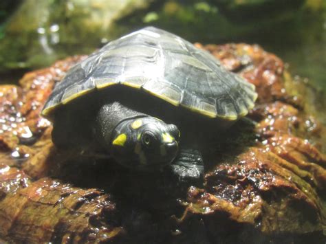 Yellow Spotted Amazon River Turtle Hatchling Zoochat