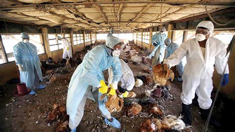 Bird Flu Plateau Depopulates 5 Poultry Farms In Jos The Guardian