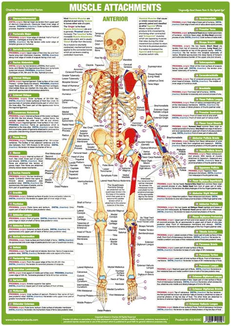 The human vascular system anatomy chart is a complete representation of the vein system that runs throughout our bodies. Anatomy Muscle Attachments Skeltal Chart - Anterior ...
