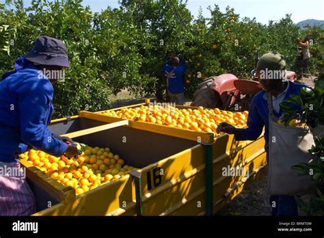 Farm Workers Harvesting Oranges Stock Photo Alamy