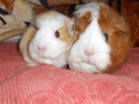 Two Lovely Female Guinea Pigs To Re Home In Brentry Bristol Gumtree