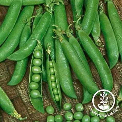 Growing Sugar Snap Peas Made Easy From Seed To Harvest Outdoor Happens