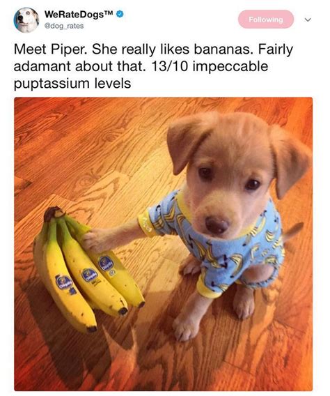 Funny Dogs Pictures From Twitter Funnydogs Animal Jokes Funny Animal