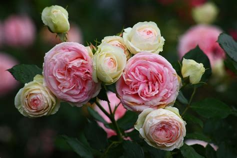 Eden Climber Rose Best Roses For A Garden With A Little Shade