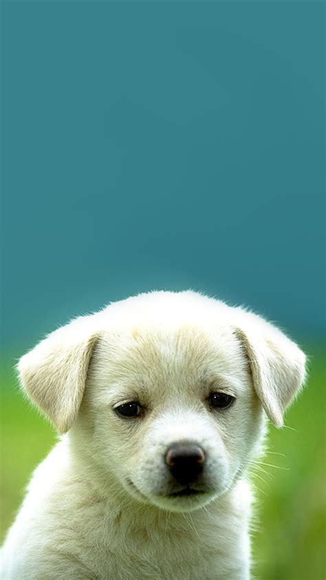 Puppy Style Hd Wallpaper For Your Mobile Phone 5887