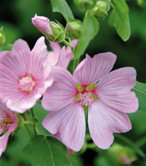Bijvoorbeeld geranium rozanne (ook wel joly bee), brookside en johnsons blue. Vaste planten kopen voor uw tuin - Tuincentrum De Molen