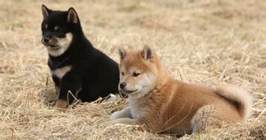 Присоединяйтесь к обсуждению о странной криптовалюте shiba inu. Shiba Inu - Race de chien - Yummypets