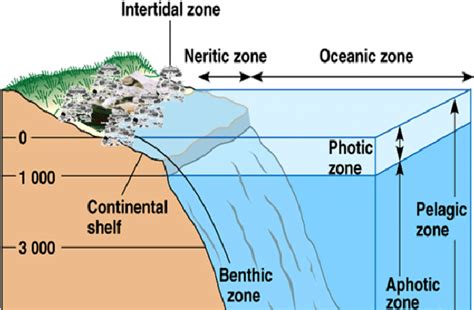Marine Ecosystem Diagram
