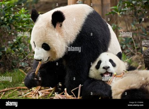 Giant Panda Cubs Ailuropoda Melanoleuca Panda Breeding And Research