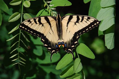 Appalachian Tiger Swallowtail Radioactv915 Flickr