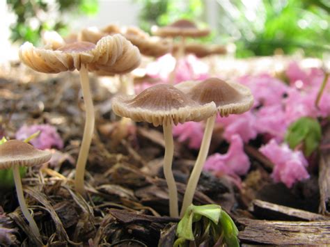 Qld Australia Kingdom Fungi Fungi Stuffed Mushrooms