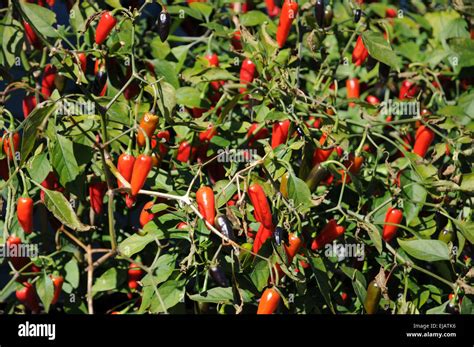 Chili Pepper Stock Photo Alamy