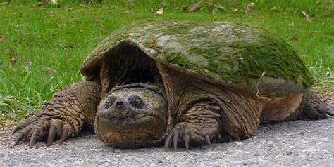 Clydesdales have the shortest lifespan, which ranges from 20 to 25. Why Turtles Need Help to Cross a Road