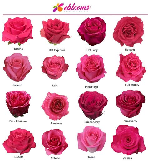 Lola Rose Variety Hot Pink Roses Near Me Ebloomsdirect Eblooms