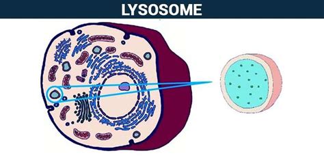 Lysosomes Structure And Function Of Lysosomes In A Cell