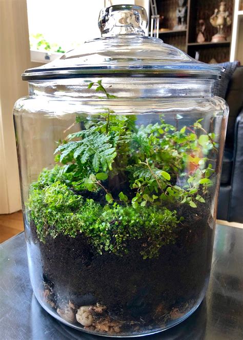 Low Maintenance Plants That Thrive In Terrariums