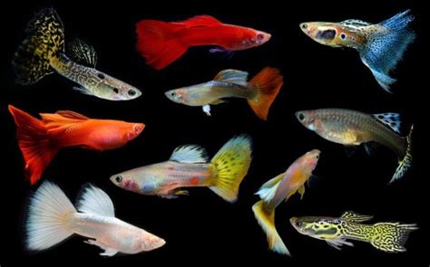 Semua Tentang Ikan Guppy Jenis Harga Dan Cara Perawatannya Ikan Super