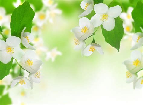 Jasmine Flower Full Hd Images Jasmine Flower Field 2560x1440 Download