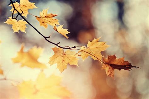 Branch Of Maple Tree With Autumn Leaves Stock Image Image Of Maple